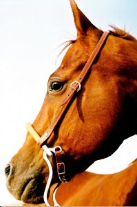 horses vintage LGBT cowboys