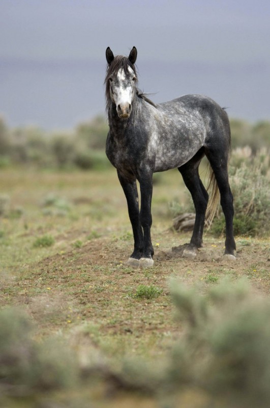 mustang,horses,vintage horses,mustang horses