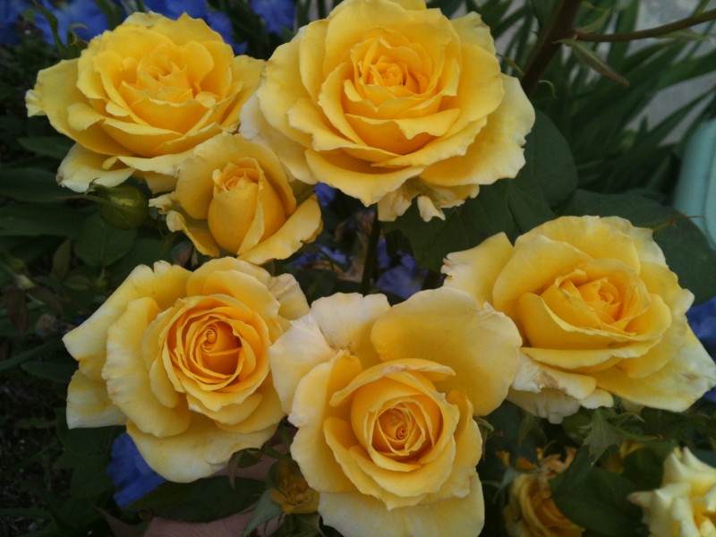 roses gardening garden