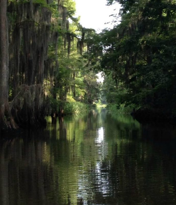 caddo swamp